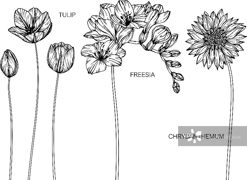 郁金香、小苍兰、菊花图片素材