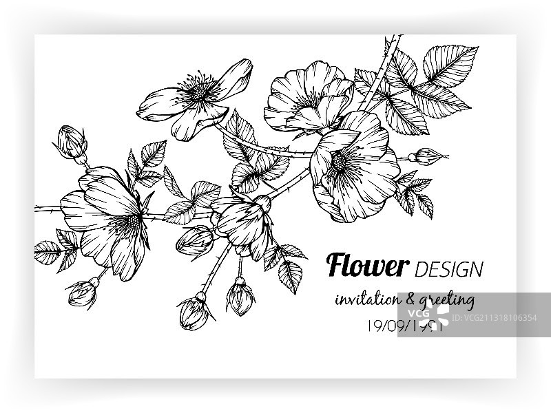 带狗蔷薇花和叶子的贺卡图片素材