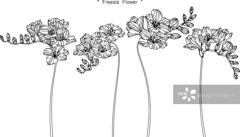 小苍兰花叶手绘植物图案图片素材