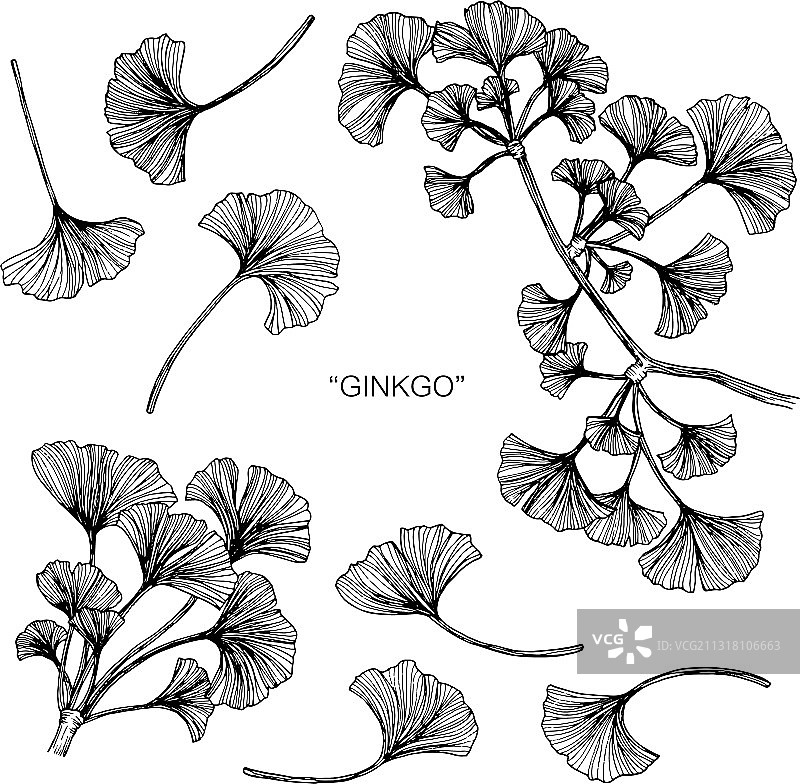 手绘银杏花叶植物图图片素材