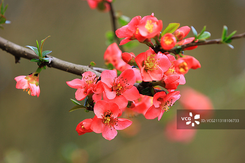 海棠花 春天 红色 成都图片素材