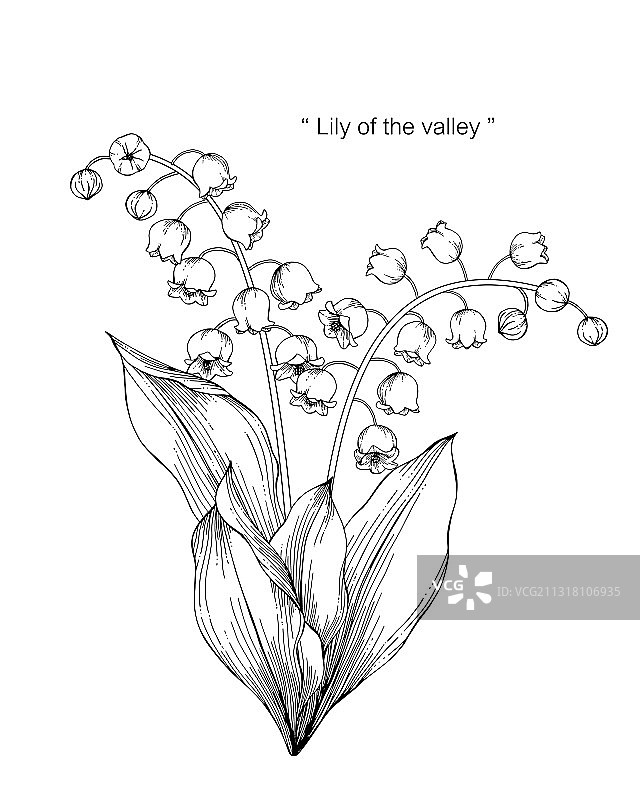 手绘铃兰花叶图片素材