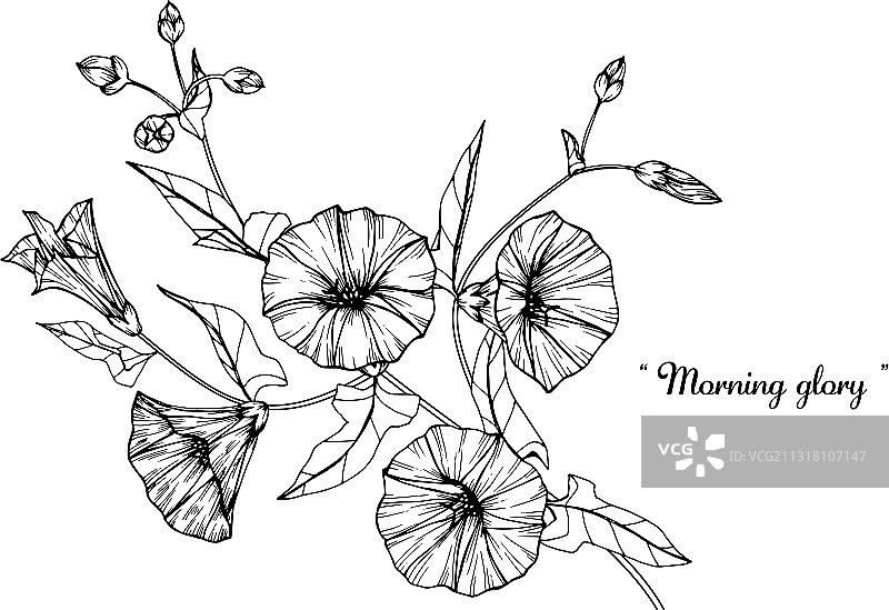 手绘的喇叭花和叶子图片素材