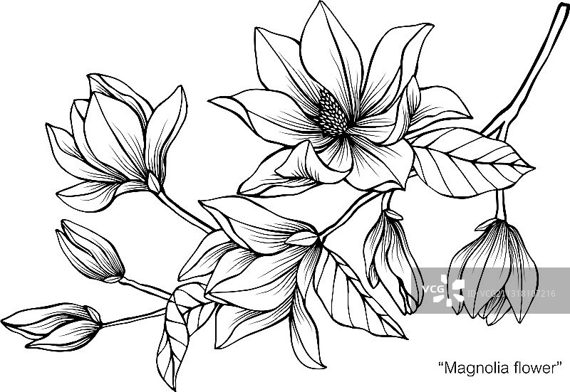 手绘玉兰花叶植物图图片素材