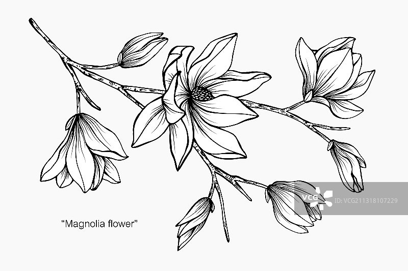 手绘玉兰花叶植物图图片素材