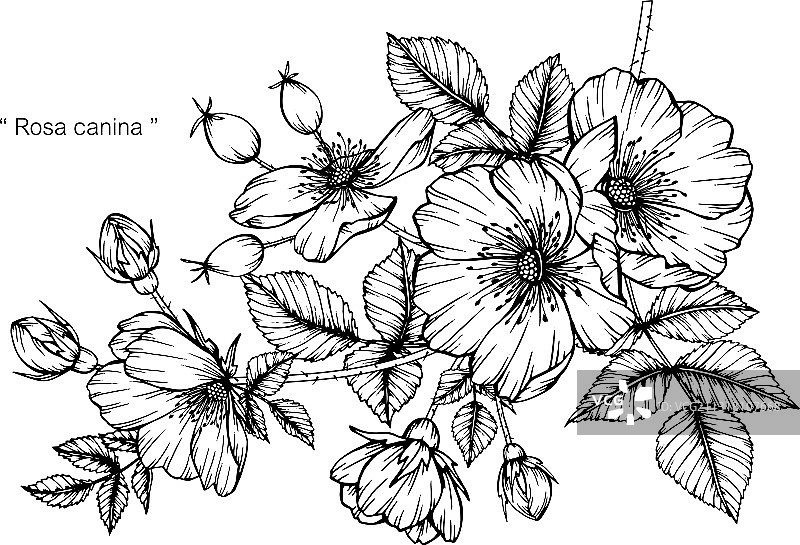 手绘蔷薇花叶植物素材图片素材