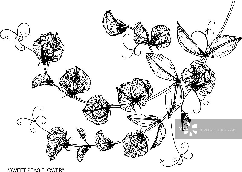 手绘香豌豆花叶植物图片素材