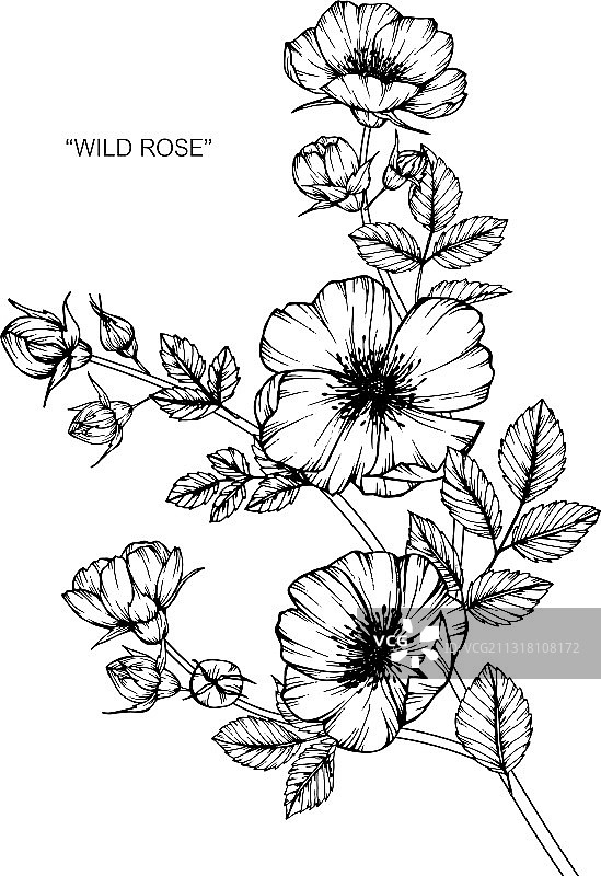 手绘野生玫瑰花叶植物图图片素材