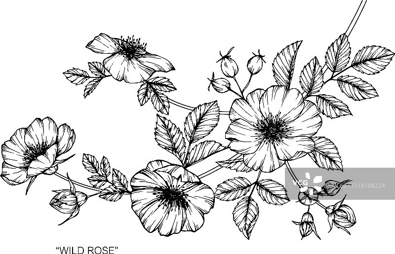 手绘野生玫瑰花叶植物图图片素材