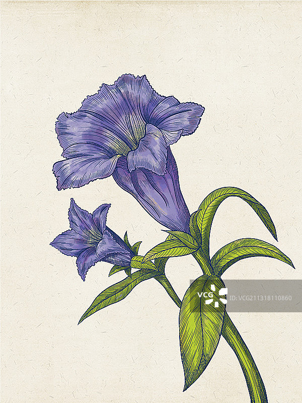 龙胆草图片素材