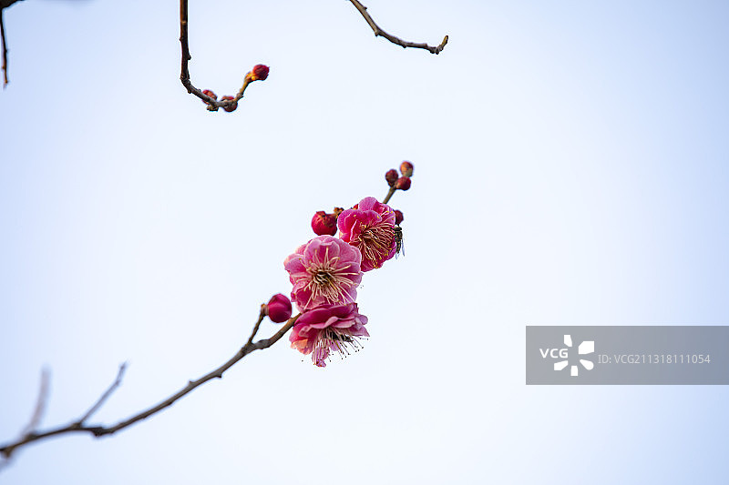江苏省东海县西双湖风景区红梅盛开，报春来图片素材