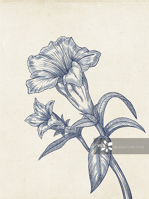 龙胆草图片素材