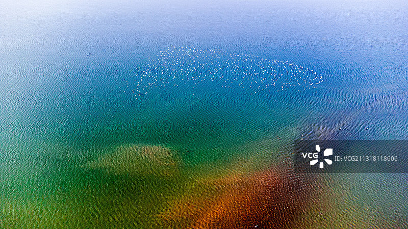 鸟之心图片素材