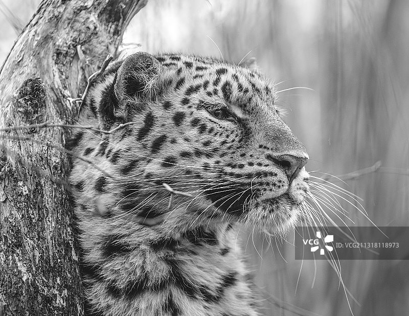 纳米比亚奥希科托地区豹子特写图片素材