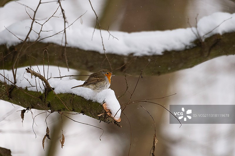 红胸鸲栖息在裸树上的特写，捷克共和国图片素材