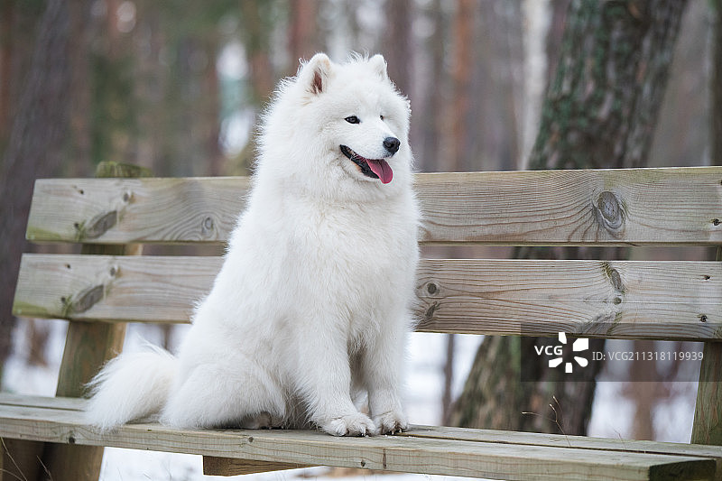 萨摩耶犬坐在木头上特写图片素材