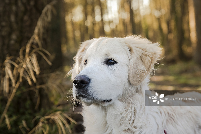 金色寻回犬的特写，意大利坎帕尼亚索伦托图片素材