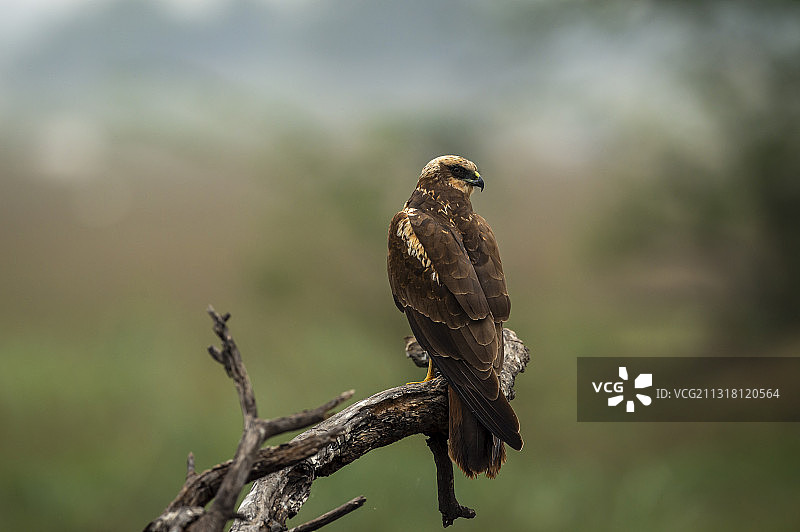 猛禽栖息在树枝上的特写，凯奥拉德奥国家公园，印度图片素材