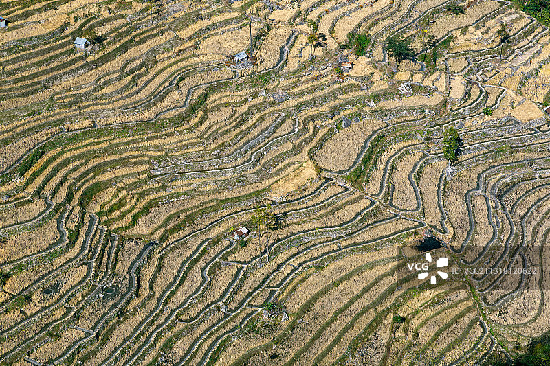 稻田俯视图，印度那加兰邦图片素材