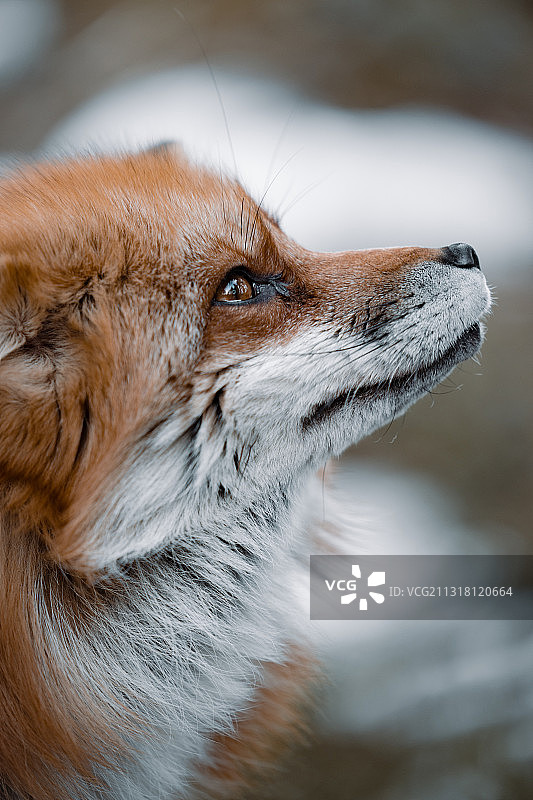 挪威狗狗望向远方特写图片素材