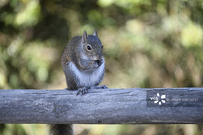 灰松鼠在栏杆上的特写，美国佛罗里达州巴拿马城海滩图片素材