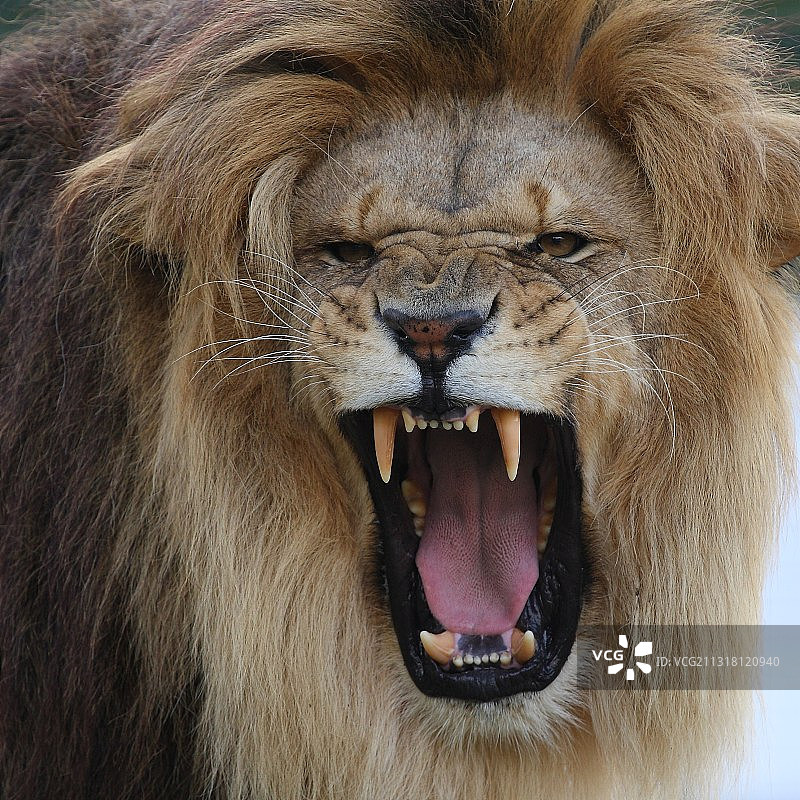 狮子特写图片素材