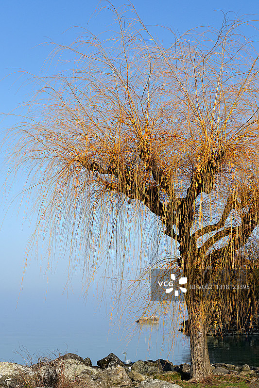 低角度仰视晴朗蓝天下的光秃树木图片素材
