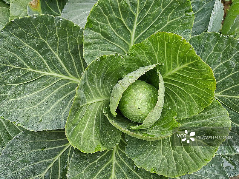 印度昌迪加尔卷心菜的全画幅镜头图片素材