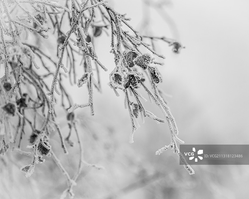 冰冻的植物特写，美国蒙大拿州海伦娜图片素材