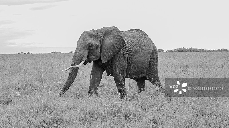 非洲象站在草地上的侧视图图片素材