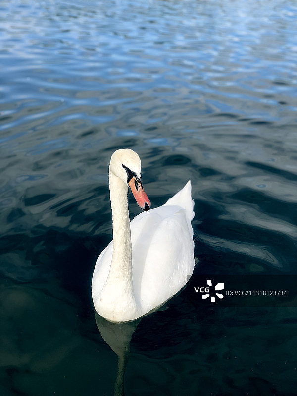 乌克兰湖中疣鼻天鹅游泳的高角度视图图片素材