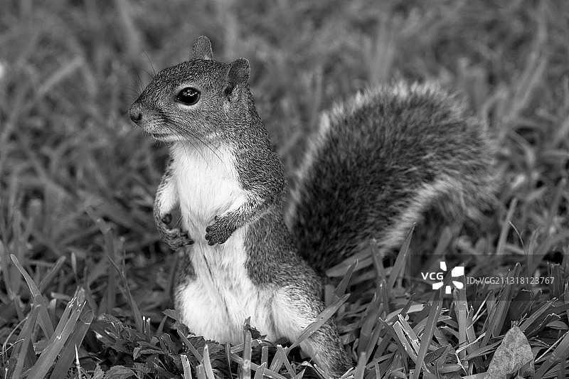 灰松鼠在田野上的特写，美国佛罗里达州迈阿密图片素材