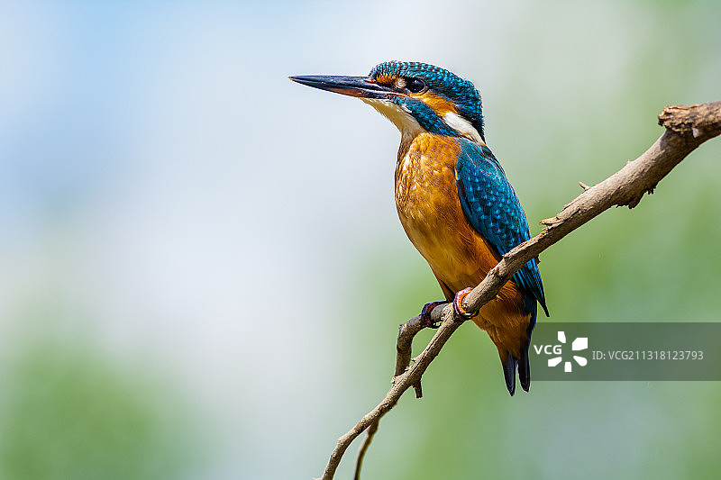葡萄牙里斯本树枝上的翠鸟特写图片素材