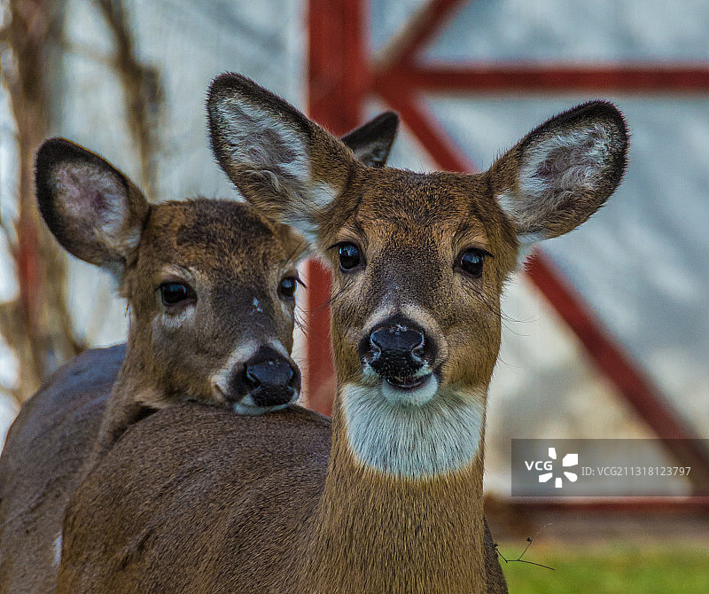 白色的特写肖像图片素材