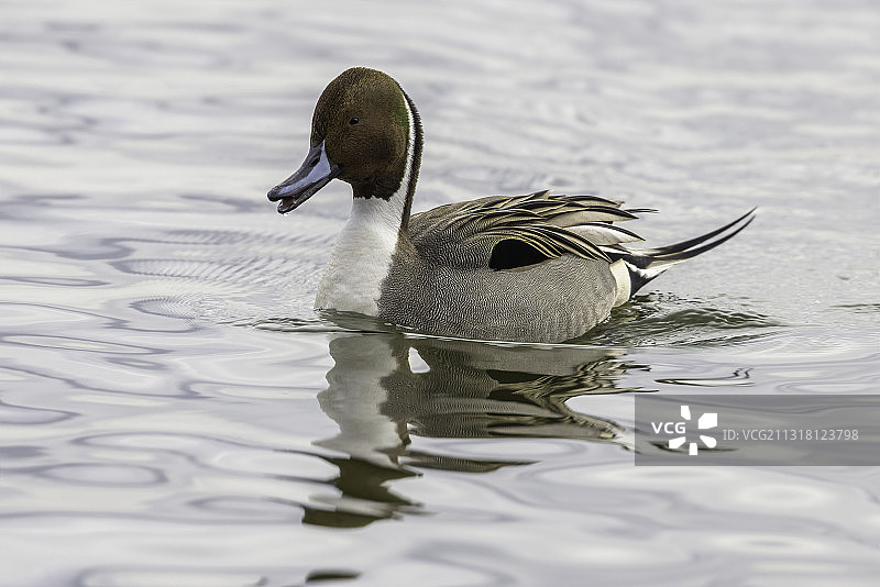 加拿大安大略省汉密尔顿湖中游泳的针尾鸭特写图片素材
