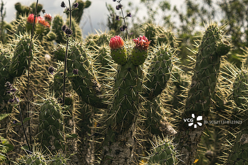 厄瓜多尔基多普鲁拉瓦的田野上生长的仙人掌特写图片素材