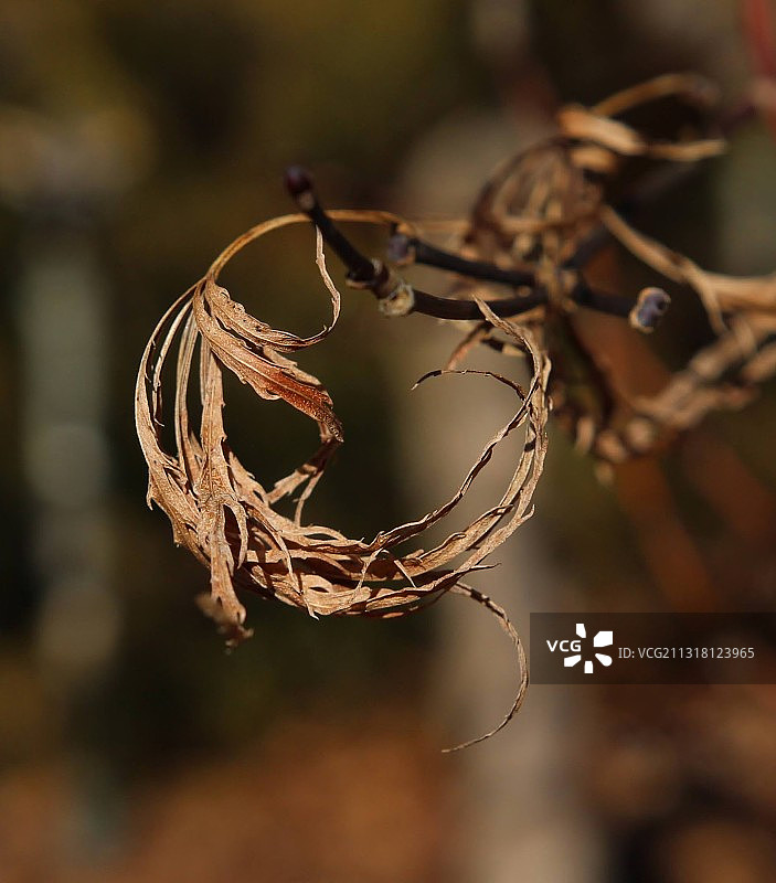 干枯植物的特写，美国图片素材