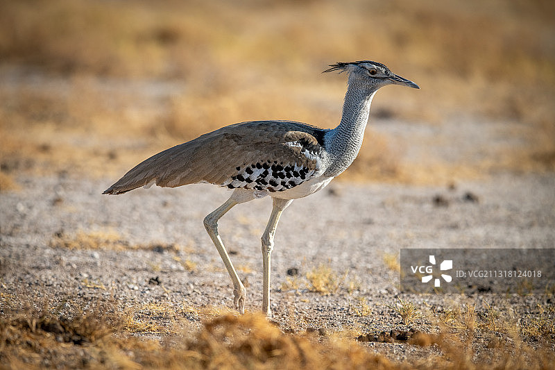 栖息在纳米比亚奥塔维陆地上的柯利鸨侧视图图片素材