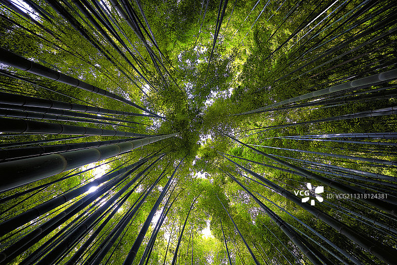 杉并区森林竹林低角度景观，东京，日本图片素材