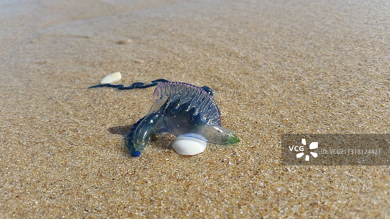 沙滩上动物尸体特写图片素材