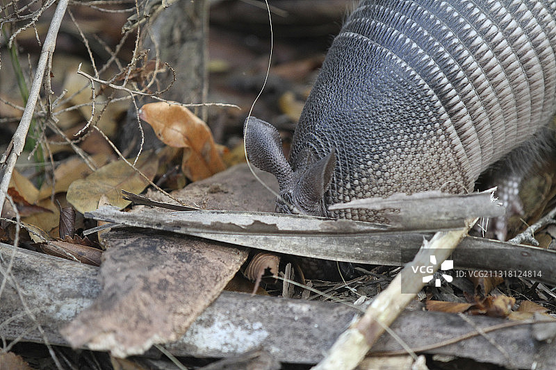 田野上的干燥树叶特写图片素材