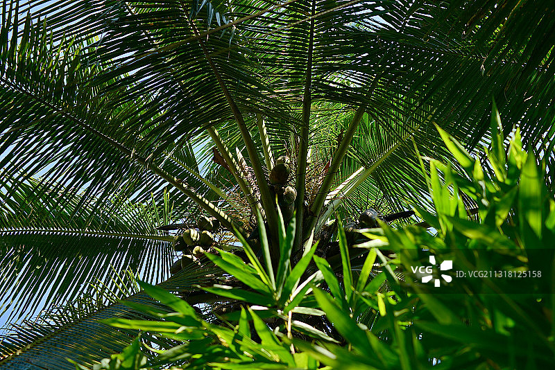 仰视角度拍摄的棕榈树图片素材