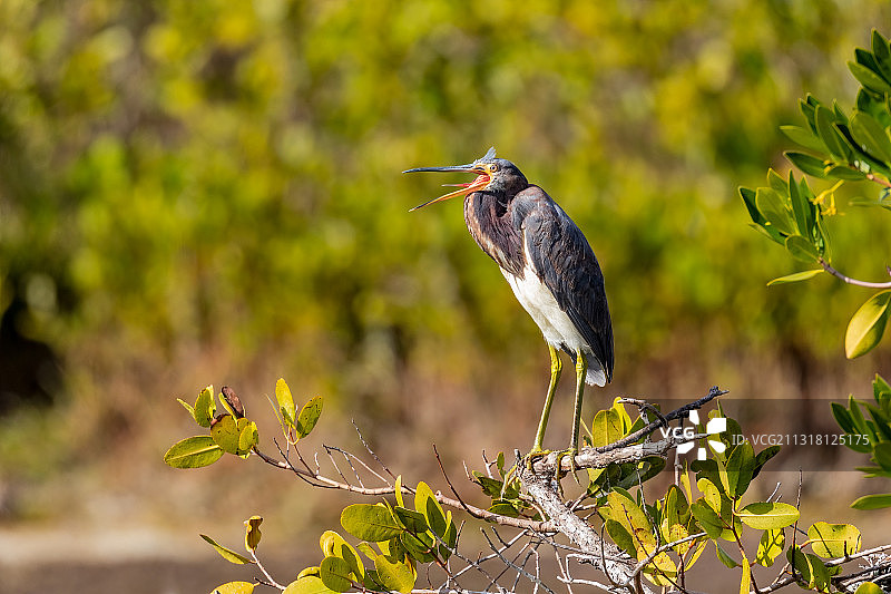 三色鹭栖息在植物上，美国黑点野生动物保护区图片素材