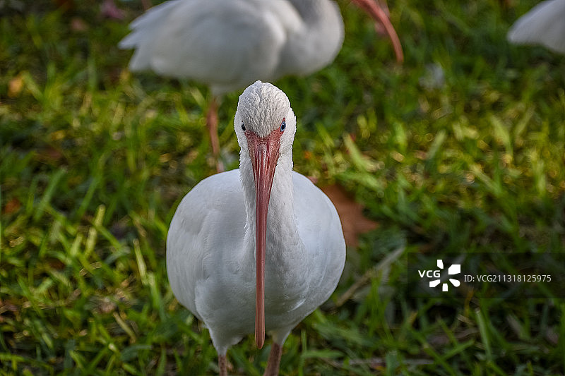在田野上栖息的鹮特写图片素材