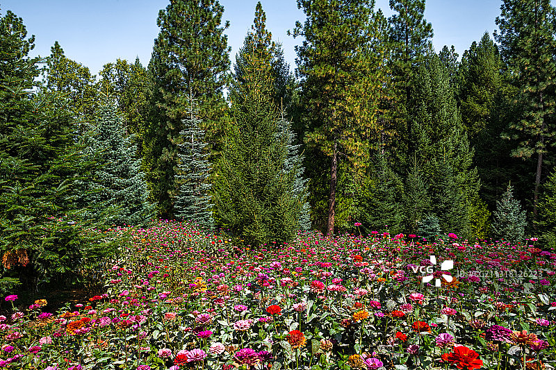 美国加利福尼亚州埃尔多拉多县公园的植物花卉景观图片素材