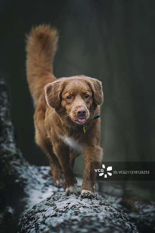 站在岩石上的寻回犬图片素材