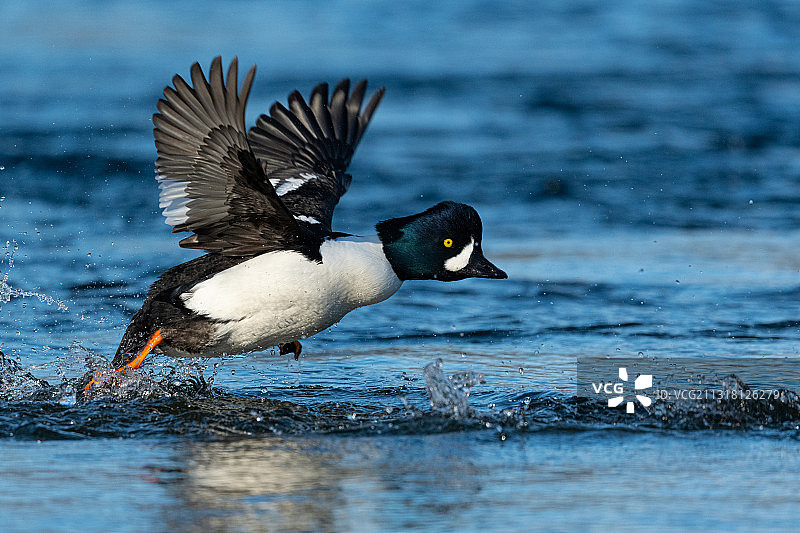 鸭子栖息在湖面上特写图片素材