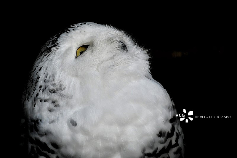 黑背景下的雪鸮特写图片素材