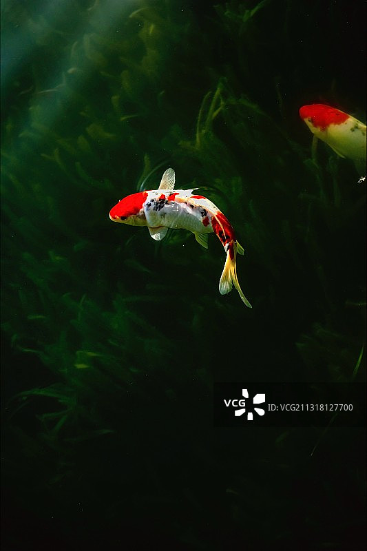 祈福锦鲤图片素材