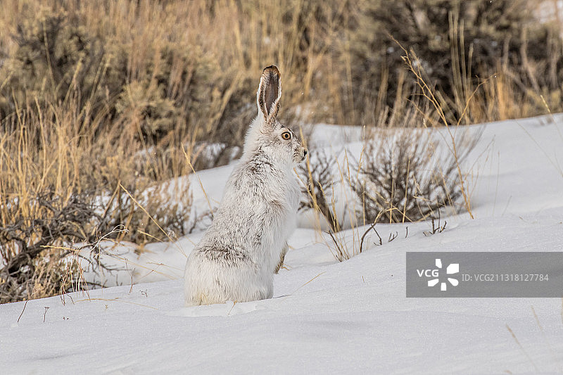 野兔的侧面像，美国爱达荷州图片素材